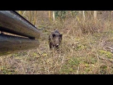 Vidéo : un chasseur chargé par un sanglier