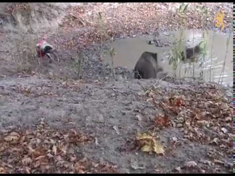 Vidéo : un chien de chasse sauvé par son gilet de protection