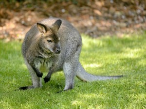 wallaby-chasse-loire-atlantique