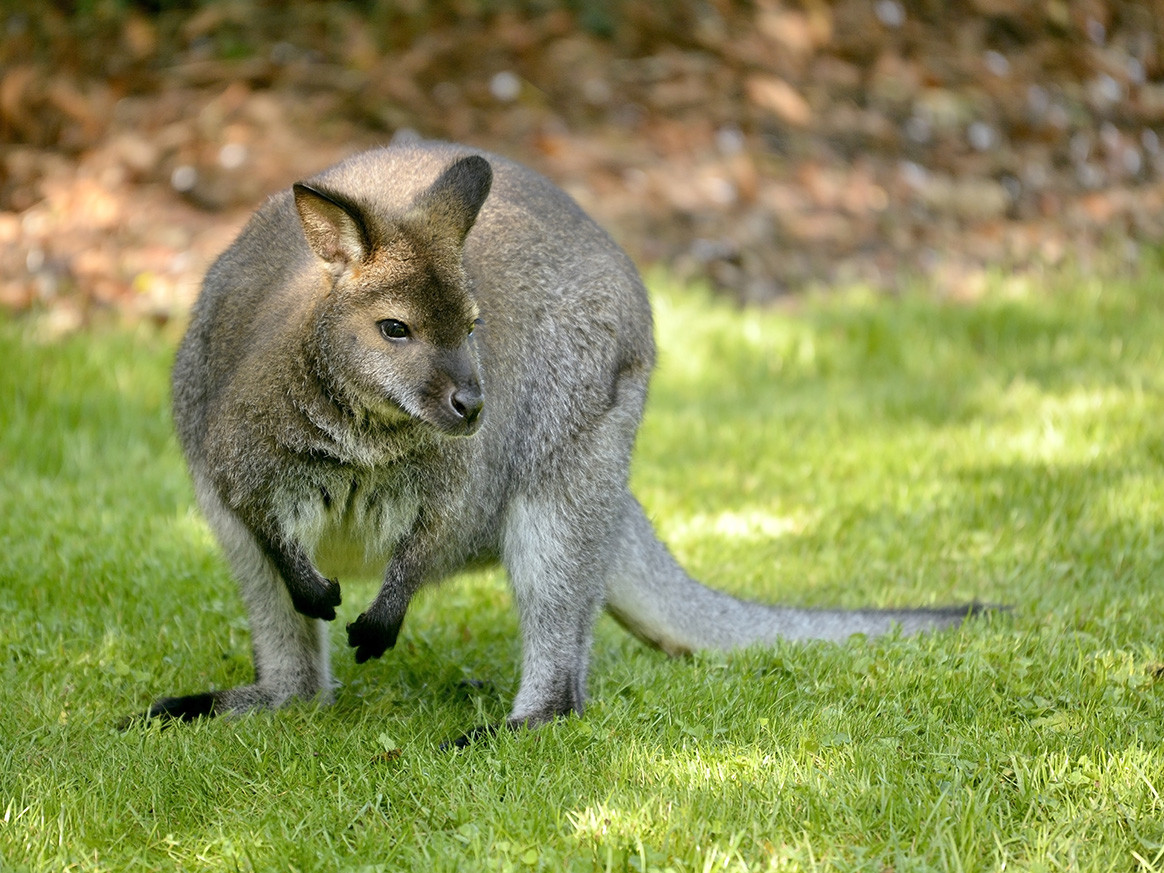 wallaby-chasse-loire-atlantique
