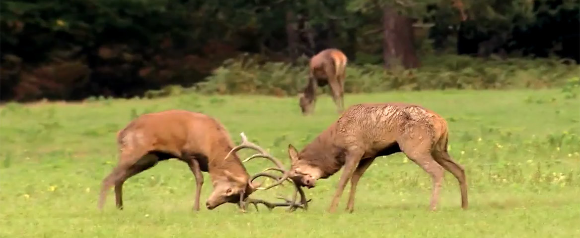 Vidéo : plongez au cœur du brame en forêt de Chambord