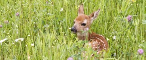 Un faon abattu par une association anti chasse