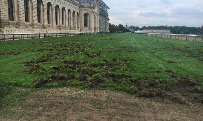 Les sangliers on ravagés la piste en herbe de l'hippodrome de chantilly