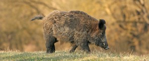 Maladie d’Aujeszky, un cas signalé dans le cher