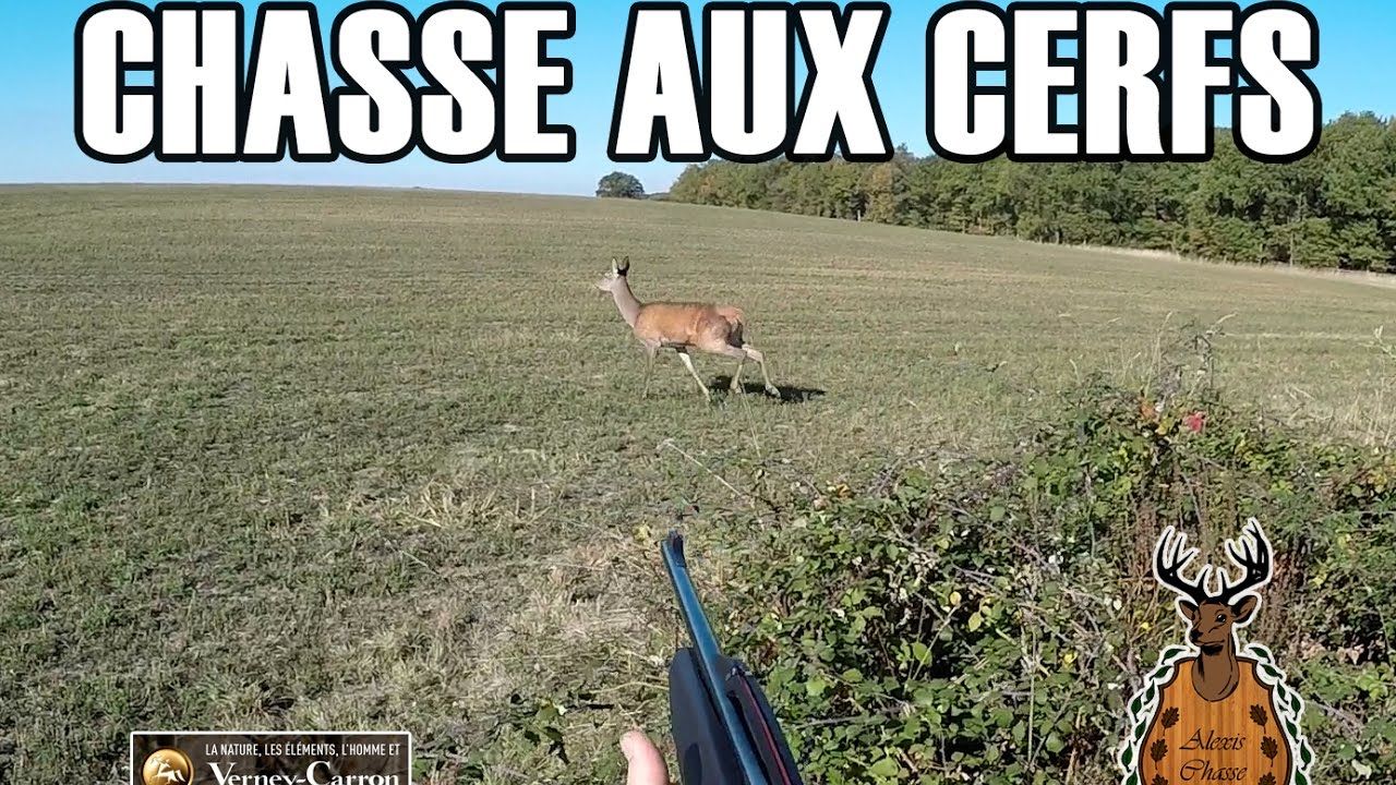 Vidéo : Alexis chasse vous emmène chasser le cervidé