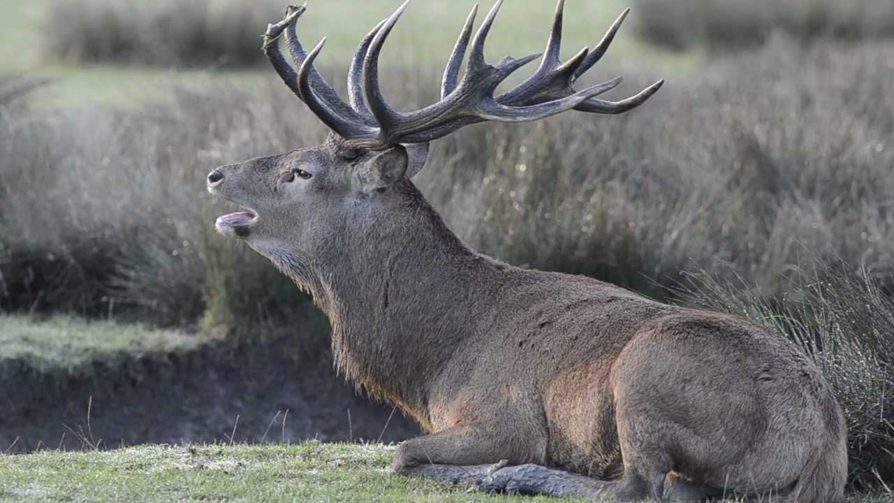 Vidéo : le brame du cerf en HD !