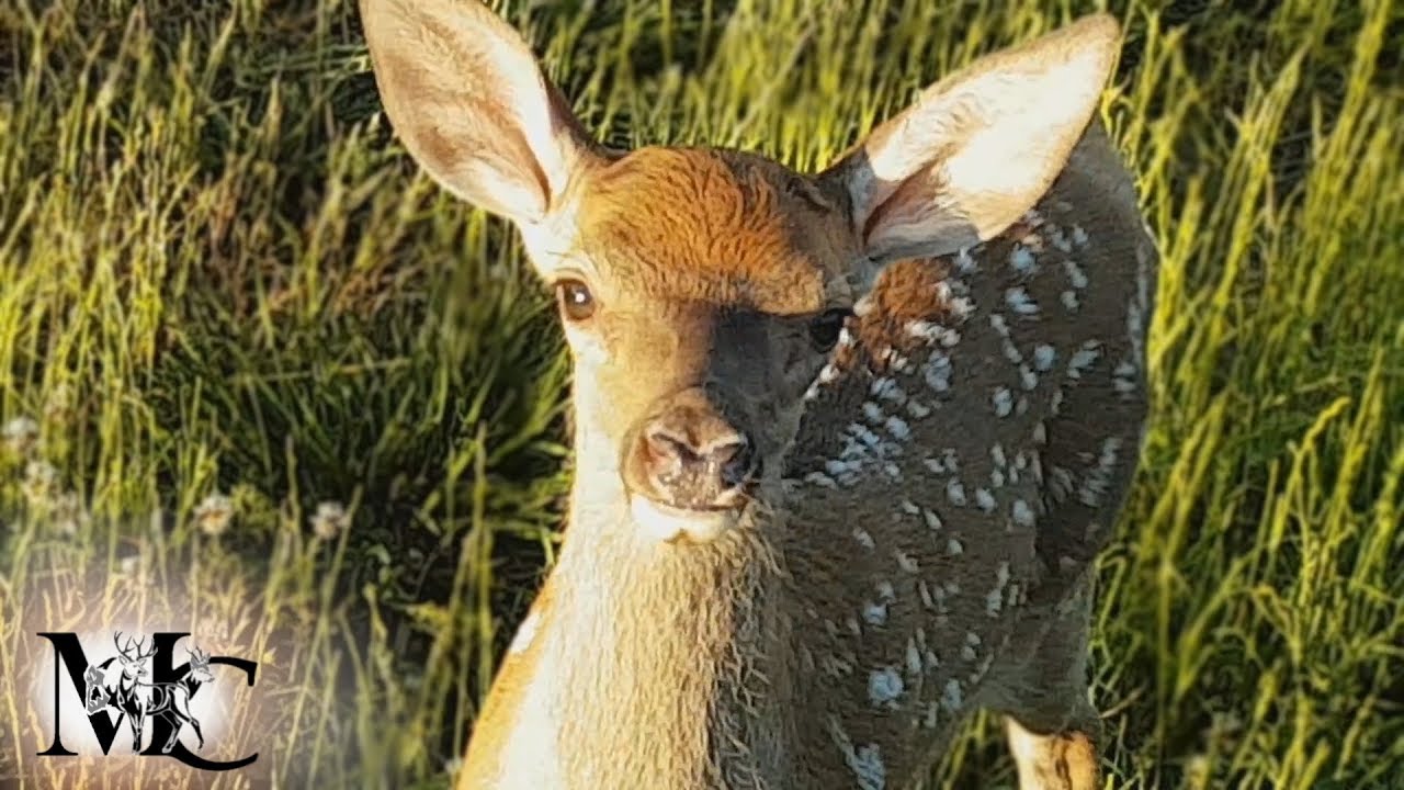 Vidéo : un faon de biche à 1 mètre de son mirador