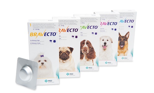 Bravecto, un danger pour votre chien ? - Chasse Passion