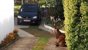 Le cerf a été abattu dans le jardin