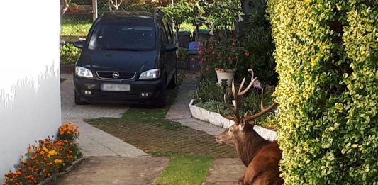 Le cerf a été abattu dans le jardin