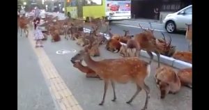 des dizaines de cerfs de Virginie en pleine ville