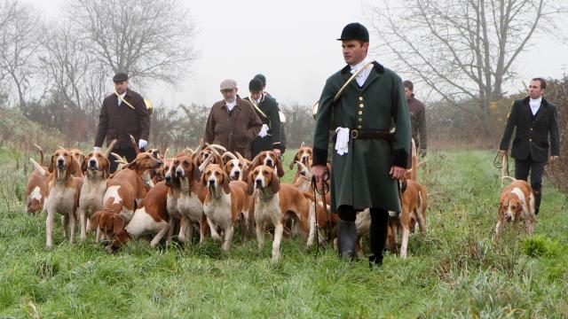 chasse à courre et droit de suite