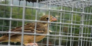 11 chasseurs landais condamnés à de lourdes peines pour avoir chassé l’ortolan