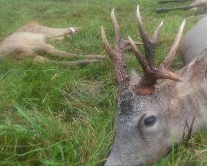 Un chevreuil avec une tête bizzarde prélevé dans le Loire et Cher