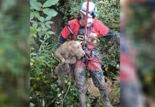 2 chiens de chasse sauvés par les pompiers en Dordogne