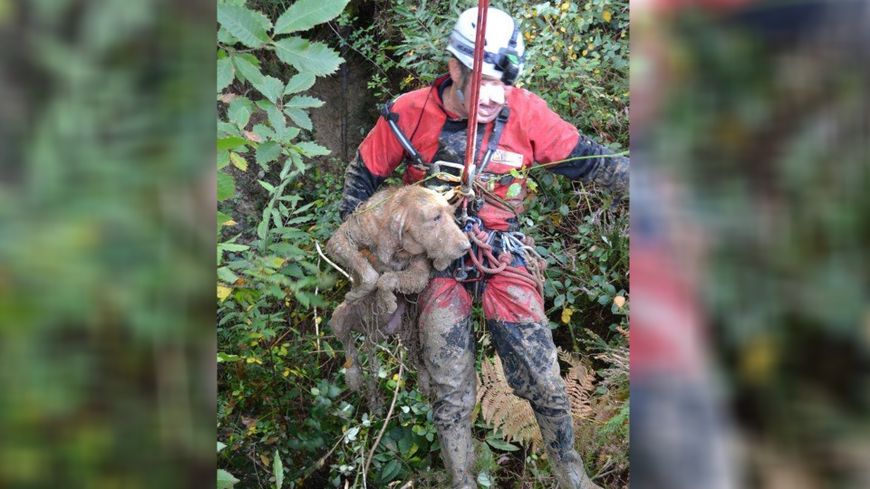 2 chiens de chasse sauvés par les pompiers en Dordogne
