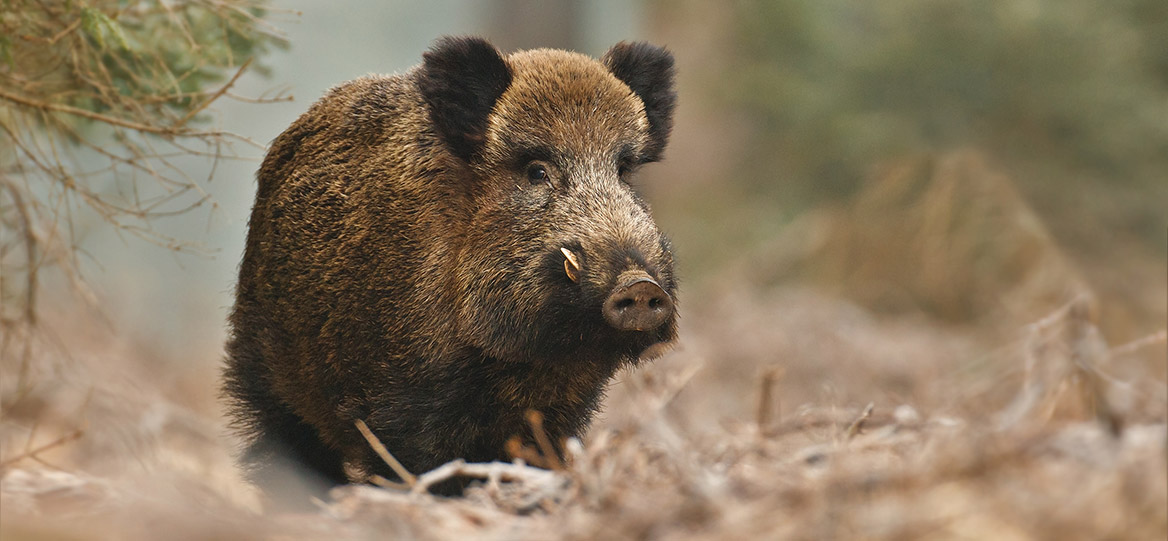 un chasseur tué par un sanglier