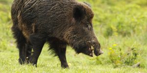 Une note salée pour les chasseurs Ardéchois