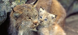 Famille de lynx filmé dans le jura