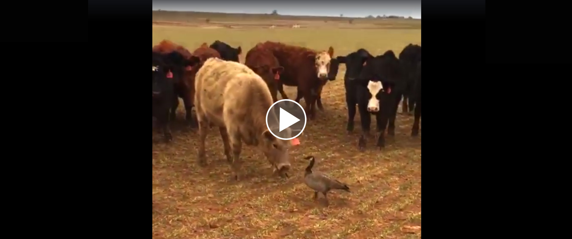 Vidéo : l’oie bernache la plus courageuse du monde !