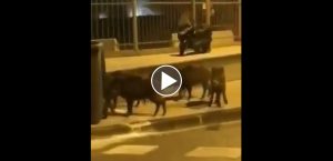 Vidéo : des sangliers en plein Marseille