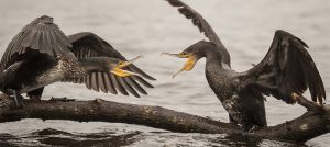 Après le Var et les Vosges, la Loire-Atlantique suspend le tir des cormorans.