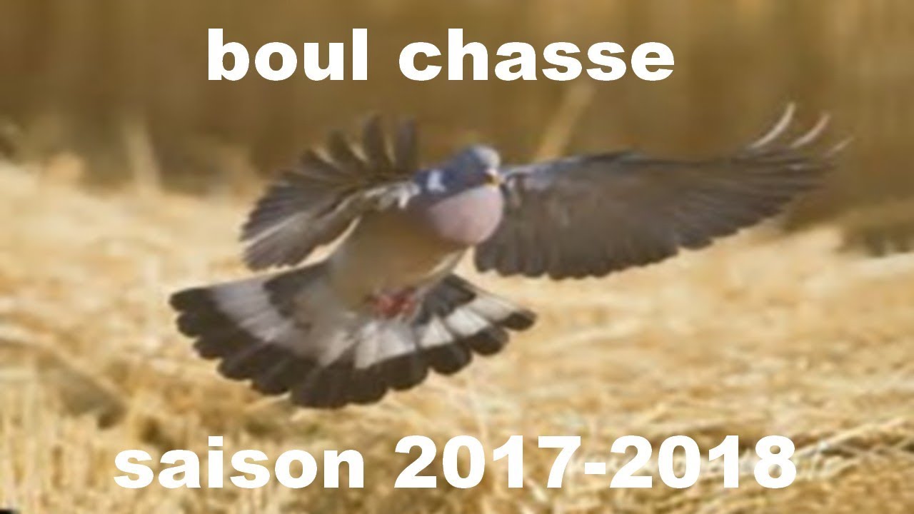 Vidéo : chasse à la palombe au poste (à tir)