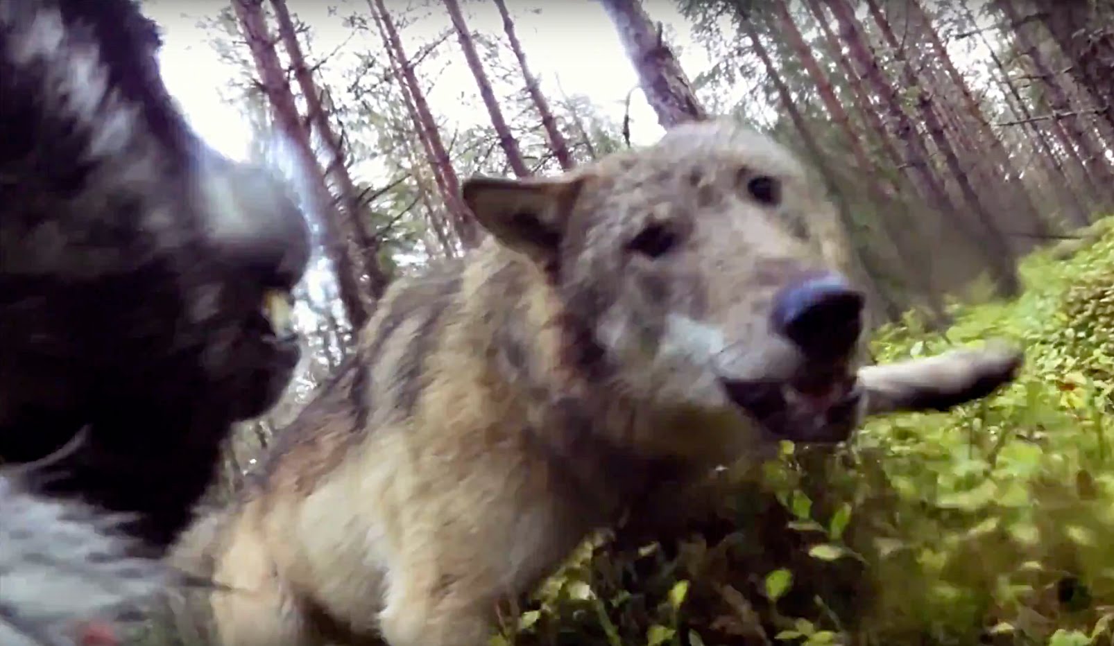 Vidéo : un chien de chasse attaqué par 2 loups en Suède