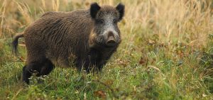 Belgique : vers un allongement de la période de chasse aux sangliers