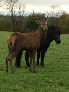 Un cerf au comportement anormal abattu par l'oncfs