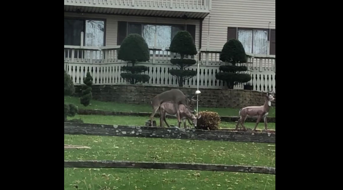 Vidéo : un cerf de virginie tente de s’accoupler avec 2 statues de bronze !