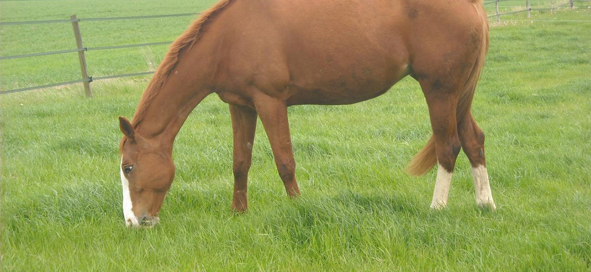 un chasseur de 73 ans a tué accidentellement un cheval.