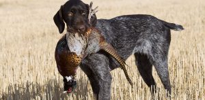 Isère : 6 chiens de chasse retrouvés tués et mutilés