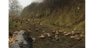 Vidéo : des faisans qui réagissent au sifflet !