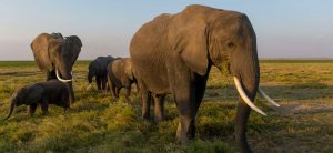 Les États-Unis (ré)autorise l'importation de trophées d'éléphant