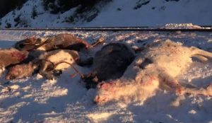 100 rennes percutes par des trains en Norvège
