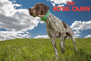 Non, Royal-Canin n'a pas l'intention de stopper son engagement dans la chasse !