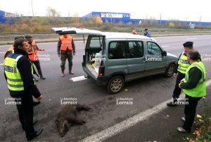 Vidéo : des lieutenants de louveterie appelés pour un problème de sanglier sur l'autoroute