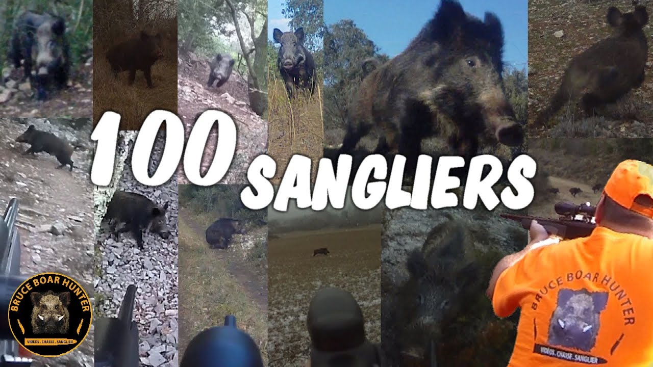 Vidéo : 100 tirs sur sangliers compilés par Bruce Boar Hunter !