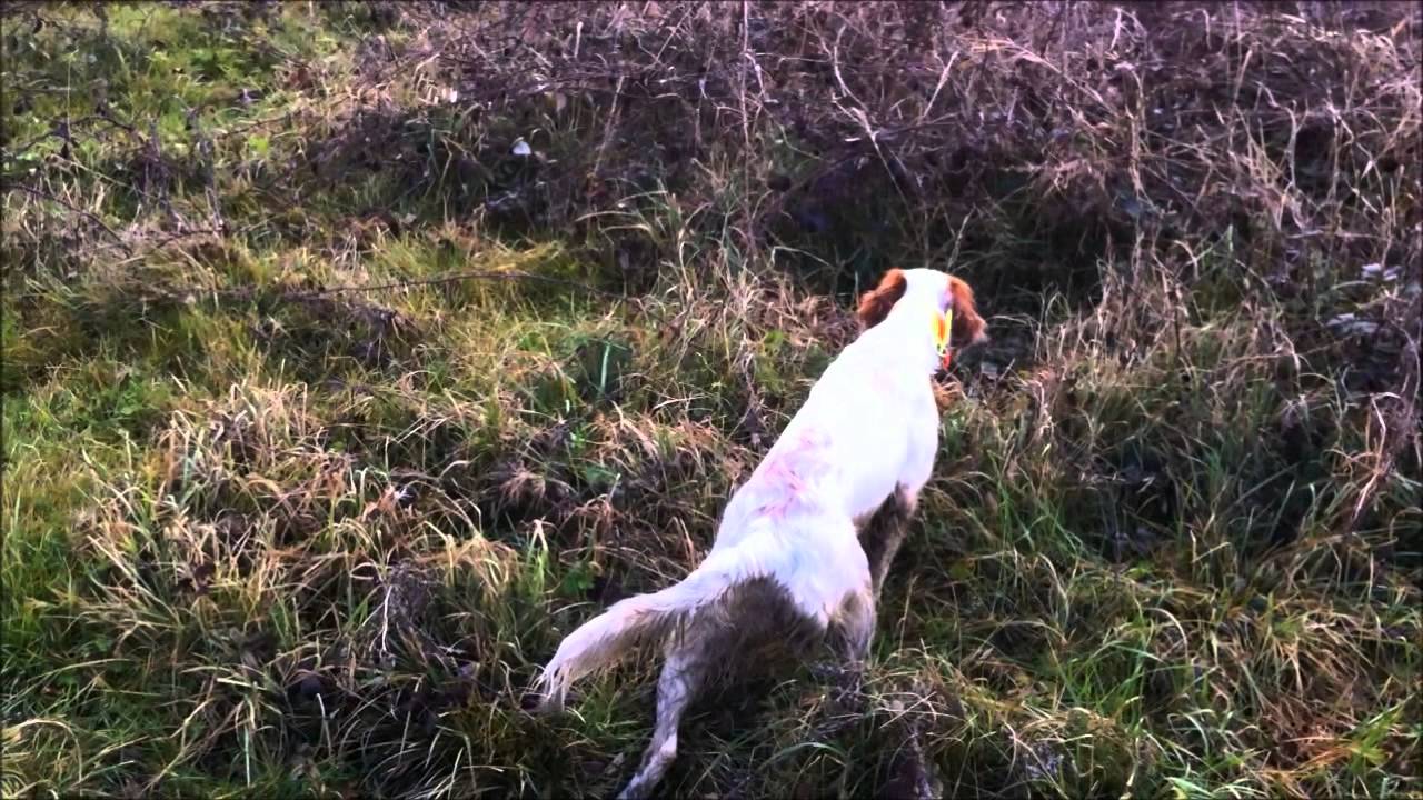 Vidéo : un setter anglais bien dressé !