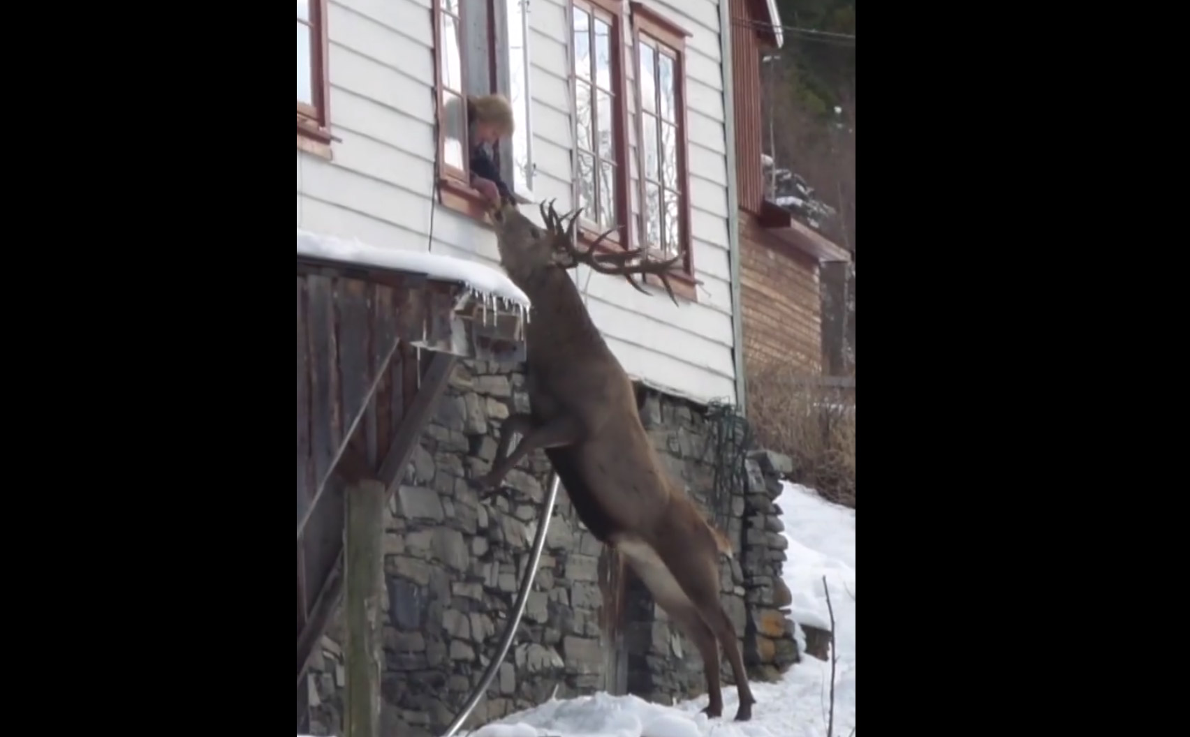 Vidéo : un magnifique cerf qui vient manger à sa fenêtre
