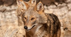 Après le loup, le lynx, l’ours, voilà qu’un nouveau prédateur naturel est peut-être en train de faire sa réapparition en France.