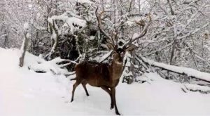 l film d'un peu trop près un cerf et se fait charger !