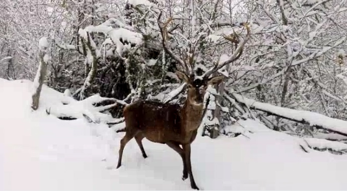 Vidéo : il film d’un peu trop près un cerf et se fait charger !