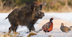 La chasse par temps de neige