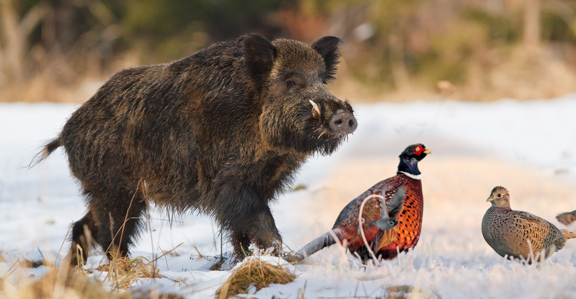 Tout savoir sur la chasse par temps de neige