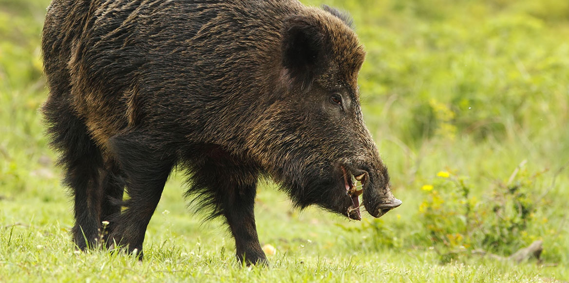 Un sanglier charge deux chasseurs près de Dijon