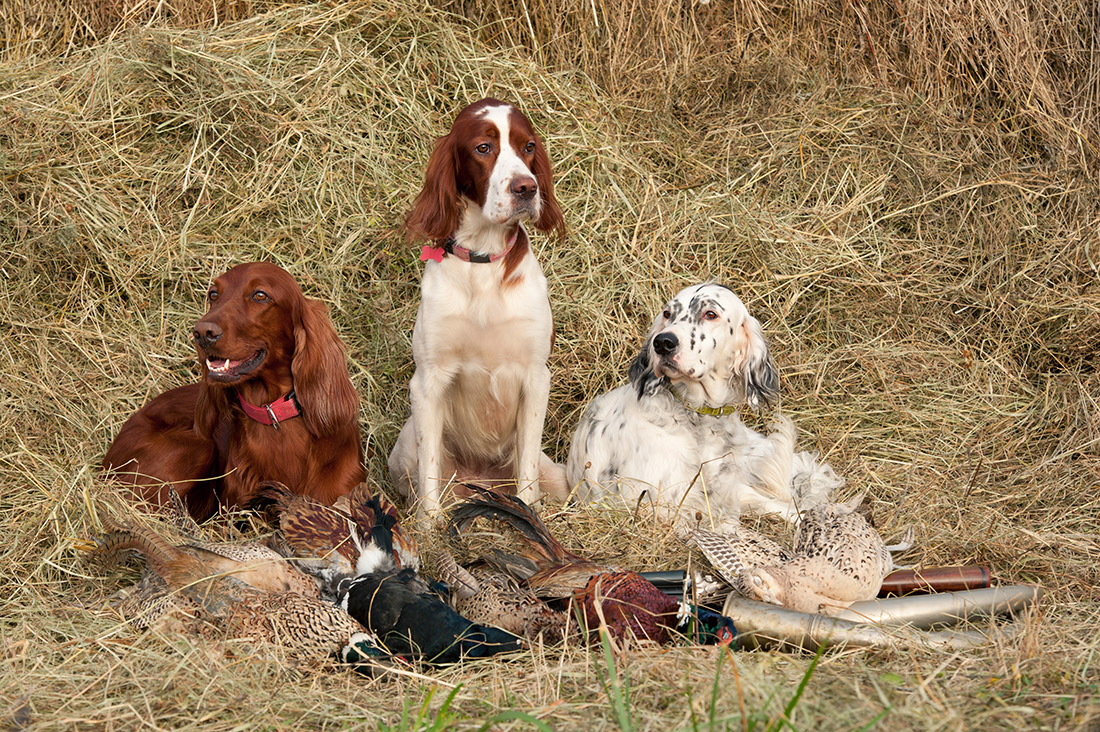 Quels sont les chiens autorisés à la chasse