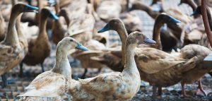 1er cas de grippe aviaire dans le Lot-et-Garonne