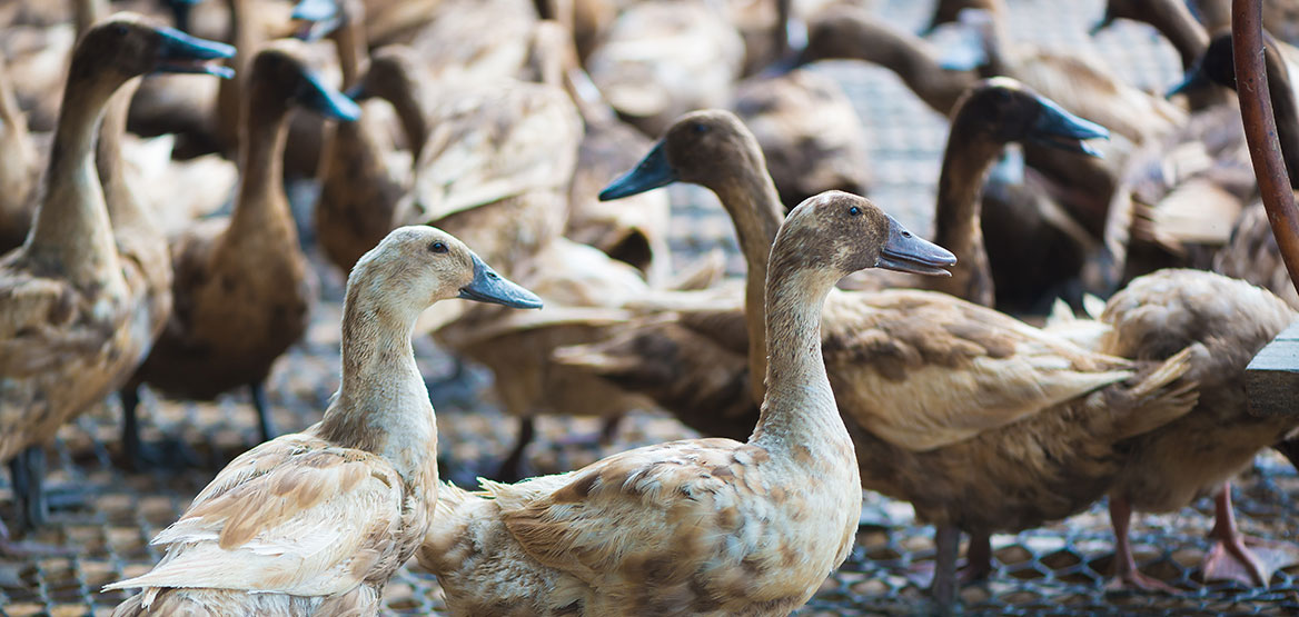 La grippe aviaire s’installe dans les Ardennes